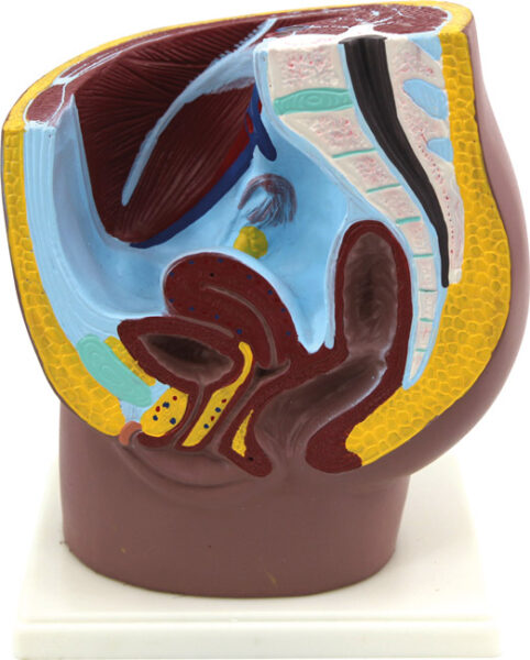 Anatomiczny model przekroju poprzecznego żeńskiej miednicy.