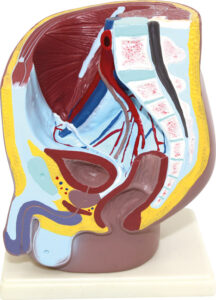 Narządy płciowe męskie - przekrój - Pracownie przyrodnicze