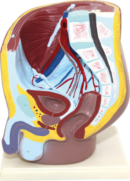 Model anatomiczny przekroju strzałkowego męskiej miednicy.