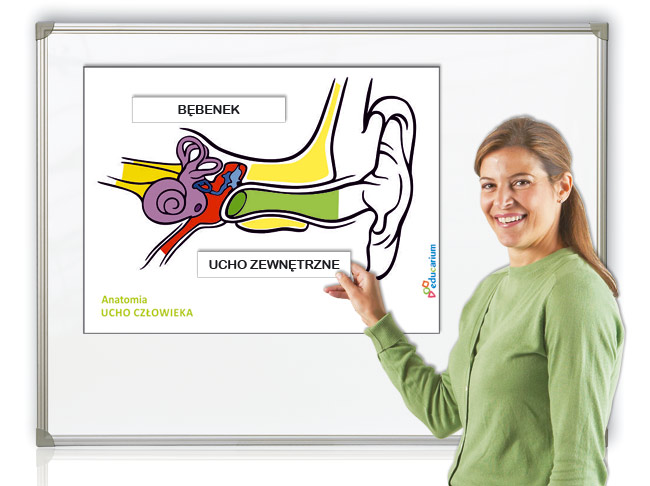 Ucho człowieka - schemat magnetyczny 3 Ucho człowieka - schemat magnetyczny -