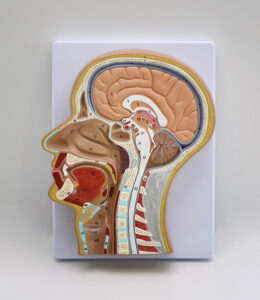 Przekrój boczny głowy człowieka - Educarium