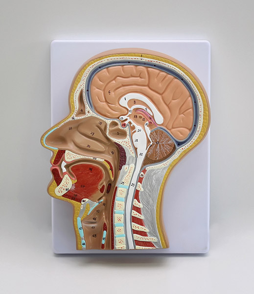 Przekrój boczny głowy człowieka 3 Przekrój boczny głowy człowieka -