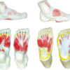 Modele stopy z mięśniami, nerwami oraz naczyniami 2 Modele stopy z mięśniami, nerwami oraz naczyniami -