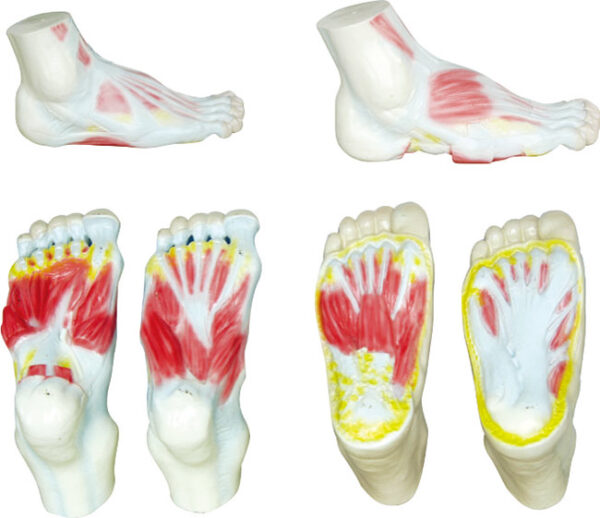 Modele anatomiczne stopy ukazujące budowę mięśniową oraz warstwy podeszwowe w różnych ujęciach.