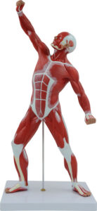 Układ mięśniowy człowieka - model 50 cm - Przedmiotów ścisłych