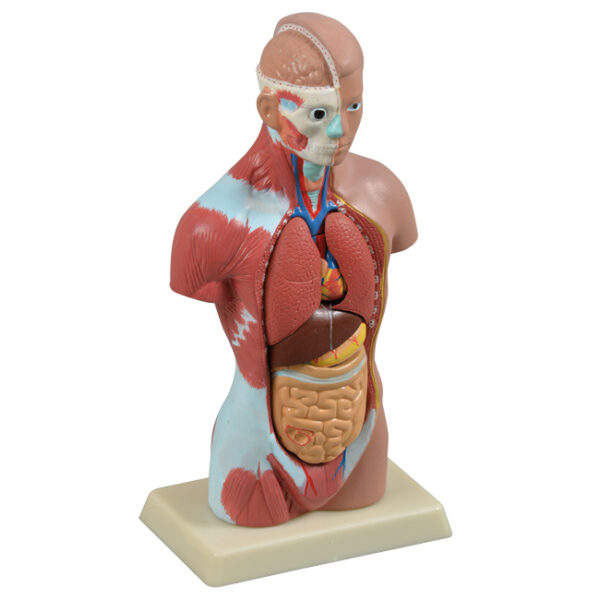 Anatomiczny model ludzkiego tułowia z widocznymi narządami wewnętrznymi i układem mięśniowym.