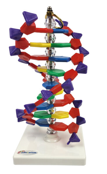 Model edukacyjny struktury DNA z kolorowych elementów na podstawce z logo Educarium.