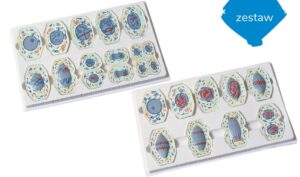 Etapy mejozy i mitozy - model tablicowy - Pracownie przyrodnicze