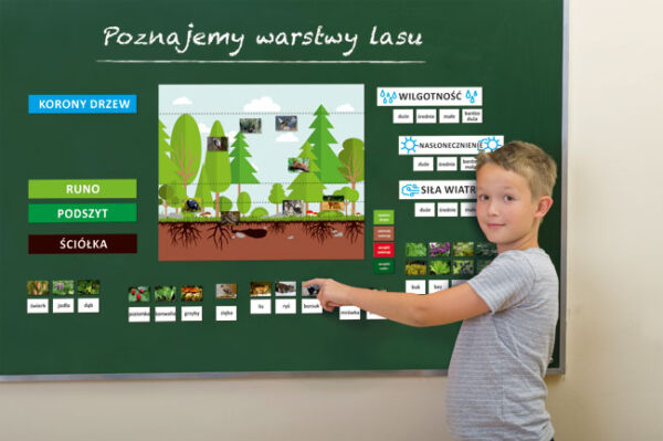 Chłopiec wskazuje palcem edukacyjną tablicę magnetyczną "Poznajemy warstwy lasu" z grafikami roślin i zwierząt.