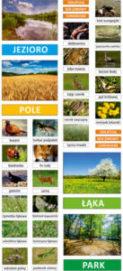 Ekosystemy łąki, pola, jeziora, parku - edukacyjny zestaw magnetyczny - Pracownie przyrodnicze