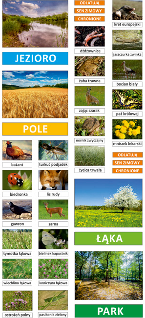 Ekosystemy łąki, pola, jeziora, parku - edukacyjny zestaw magnetyczny 3 Ekosystemy łąki, pola, jeziora, parku - edukacyjny zestaw magnetyczny -