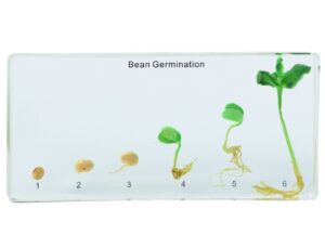 Cykl rozwoju fasoli - okazy w akrylu - Pracownie biologiczne