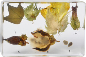 Cykl rozwoju bawełny - 7 okazów w akrylu - Pracownie przyrodnicze