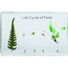 Cykl rozwoju paproci - okazy w akrylu