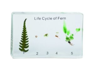 Cykl rozwoju paproci - okazy w akrylu - Pracownie biologiczne