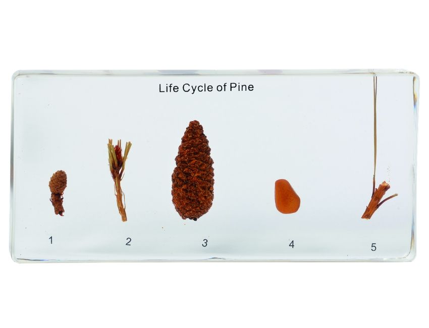 Cykl rozwoju sosny - okazy w akrylu 3 Cykl rozwoju sosny - okazy w akrylu -