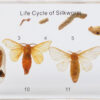 Cykl życiowy jedwabnika - okazy w akrylu 2 Cykl życiowy jedwabnika - okazy w akrylu -