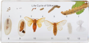 Cykl życiowy jedwabnika - okazy w akrylu - Pracownie