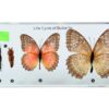 Cykl rozwoju motyla - okazy w akrylu