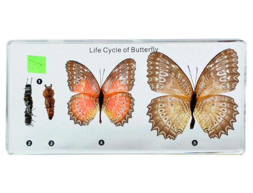 Cykl rozwoju motyla - okazy w akrylu 3 Cykl rozwoju motyla - okazy w akrylu -