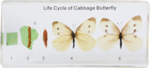 Cykl życiowy motyla (bielinek kapustnik) - okazy w akrylu - Pracownie
