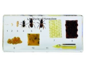 Cykl rozwoju pszczoły miodnej - okazy w akrylu - Pracownie biologiczne