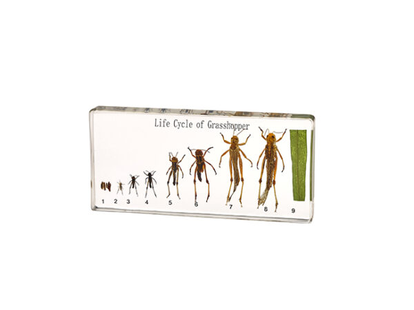 Akrylowa ekspozycja "Life Cycle of Grasshopper" z etapami rozwoju konika polnego od jaja po dorosłego osobnika.