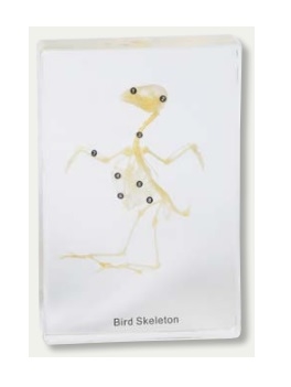 Szkielet ptaka - okaz w akrylu - Educarium