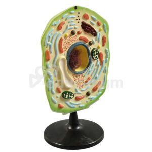 Komórka roślinna - model szczegółowy płaski - Pracownie przyrodnicze